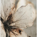 Faded Petal Whisper