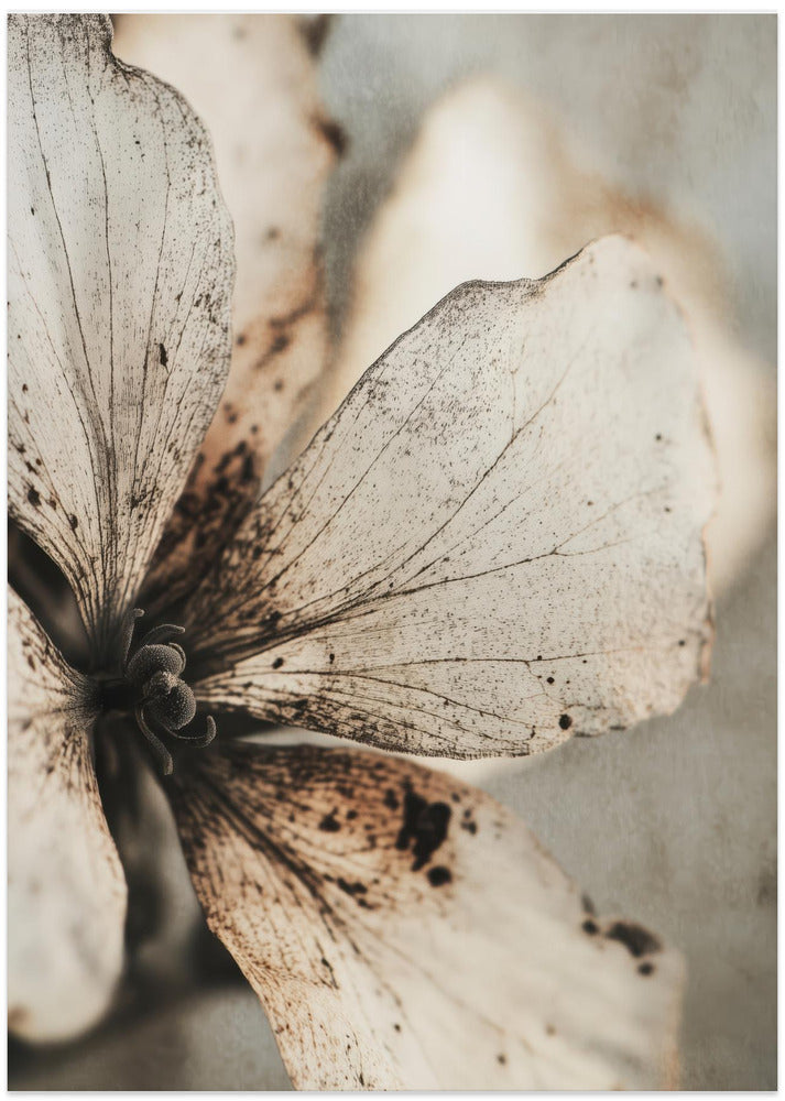 Faded Petal Whisper