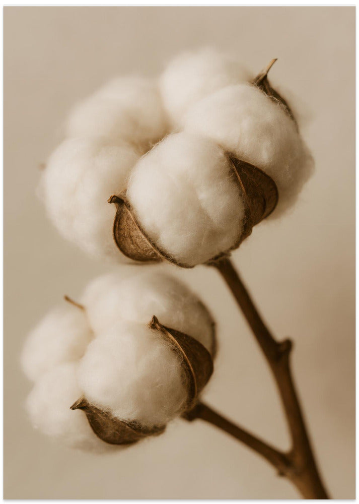 Soft Cotton Dreams