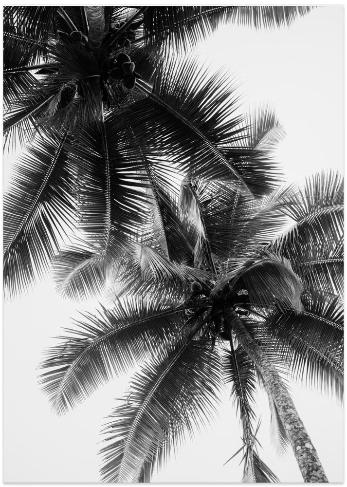 Palm Skies