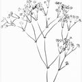 Drawing Line Plant