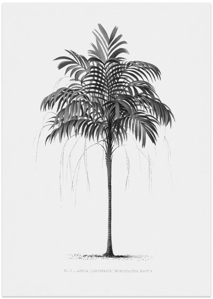 Palm Vintage