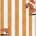 Dachshund