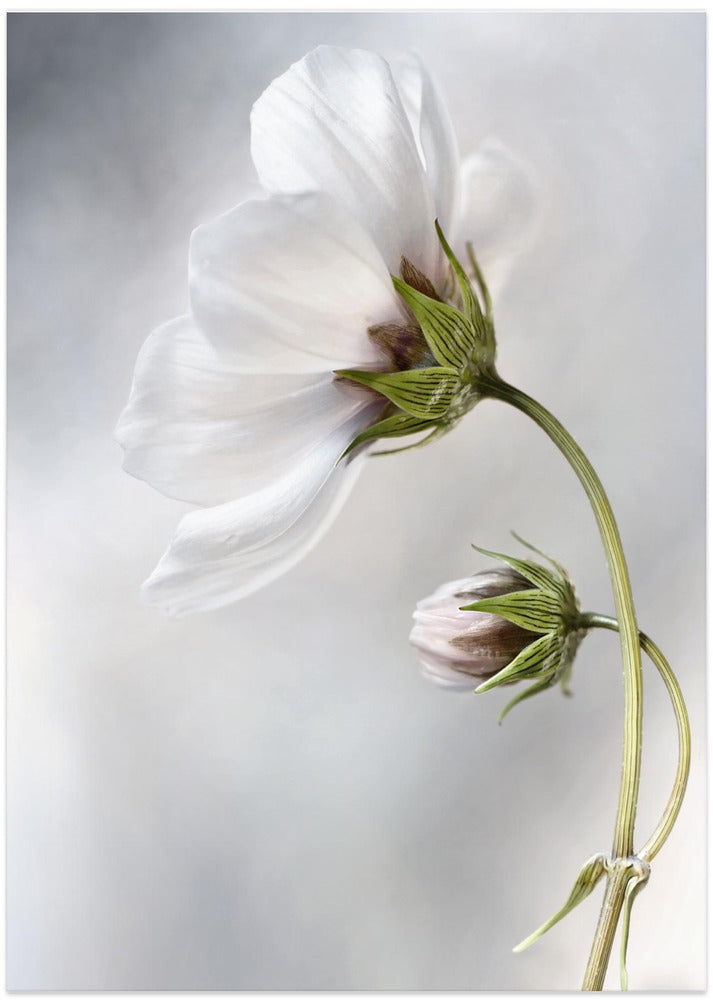 Heavenly Cosmos