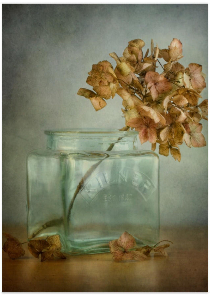 Hydrangea