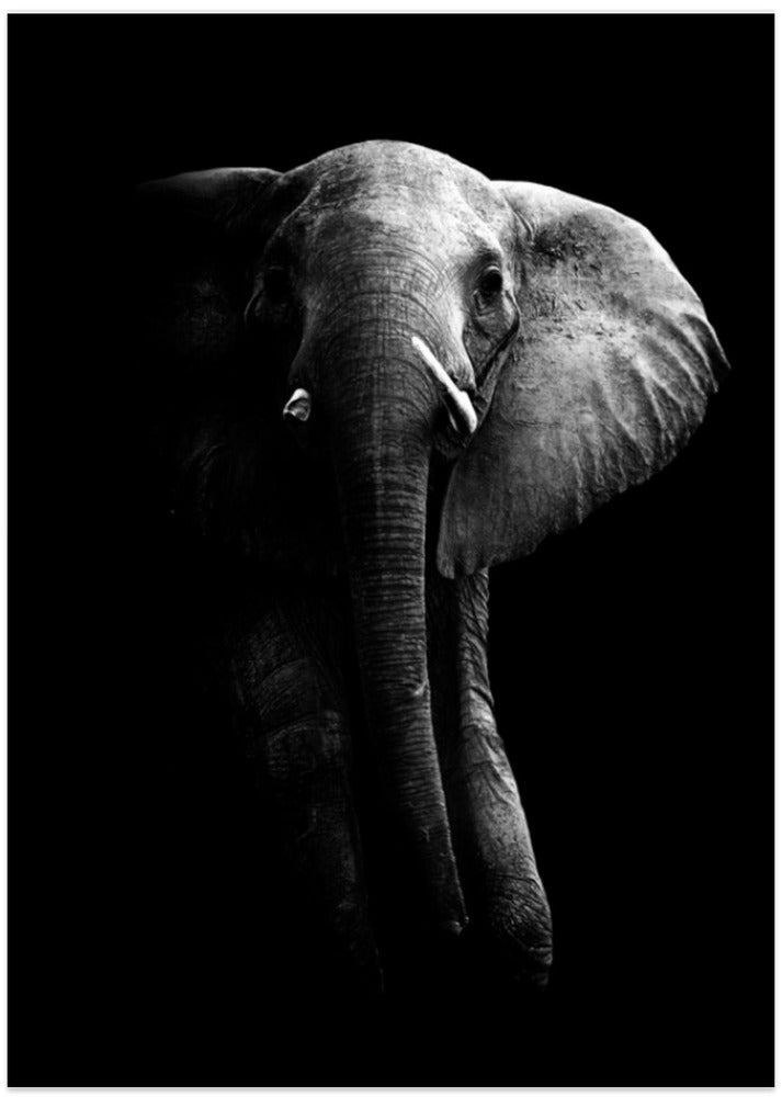 Elephant!
