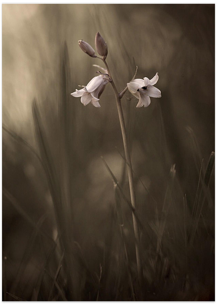 A small flower on the ground