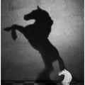 The soul of a mustang