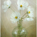 Cosmos breeze