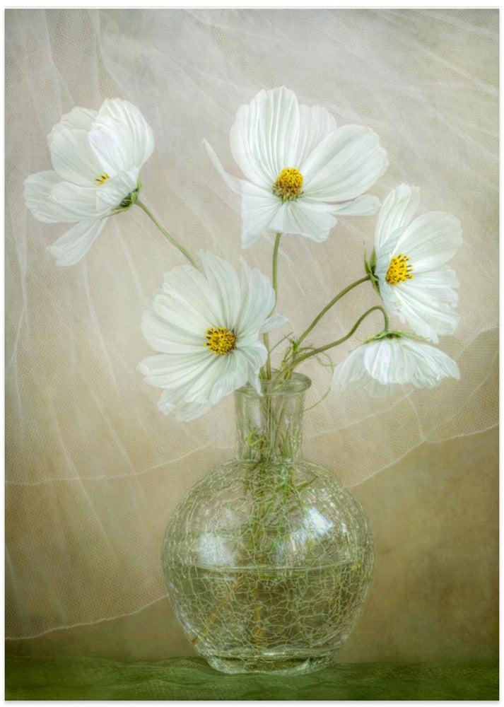 Cosmos breeze