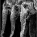 Nature\'s great masterpiece, an elephant; the only harmless great thing ...