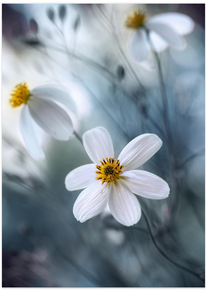 Cosmos