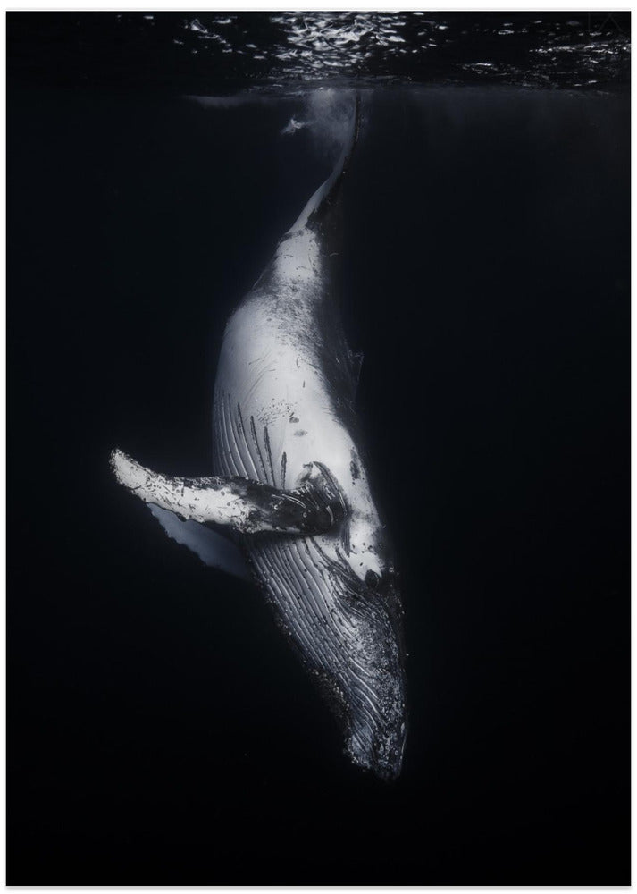 Black Whale