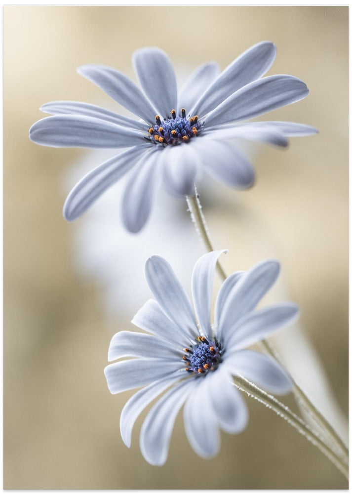 Cape daisies