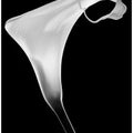 Art Prints of Calla