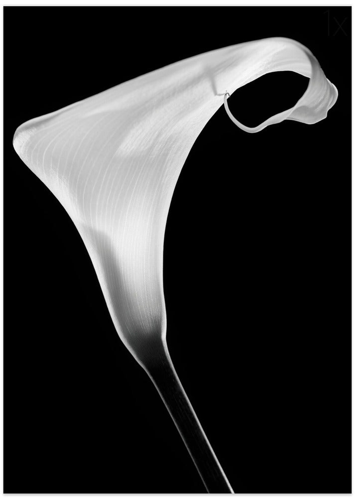 Art Prints of Calla