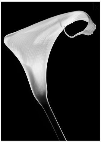 Art Prints of Calla