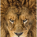 Serious Lion