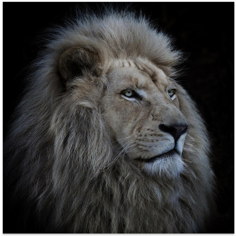 Proud Lion