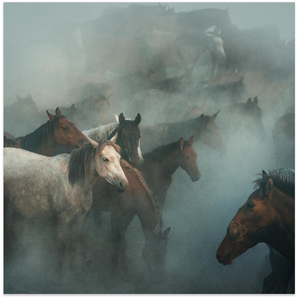 lost horses