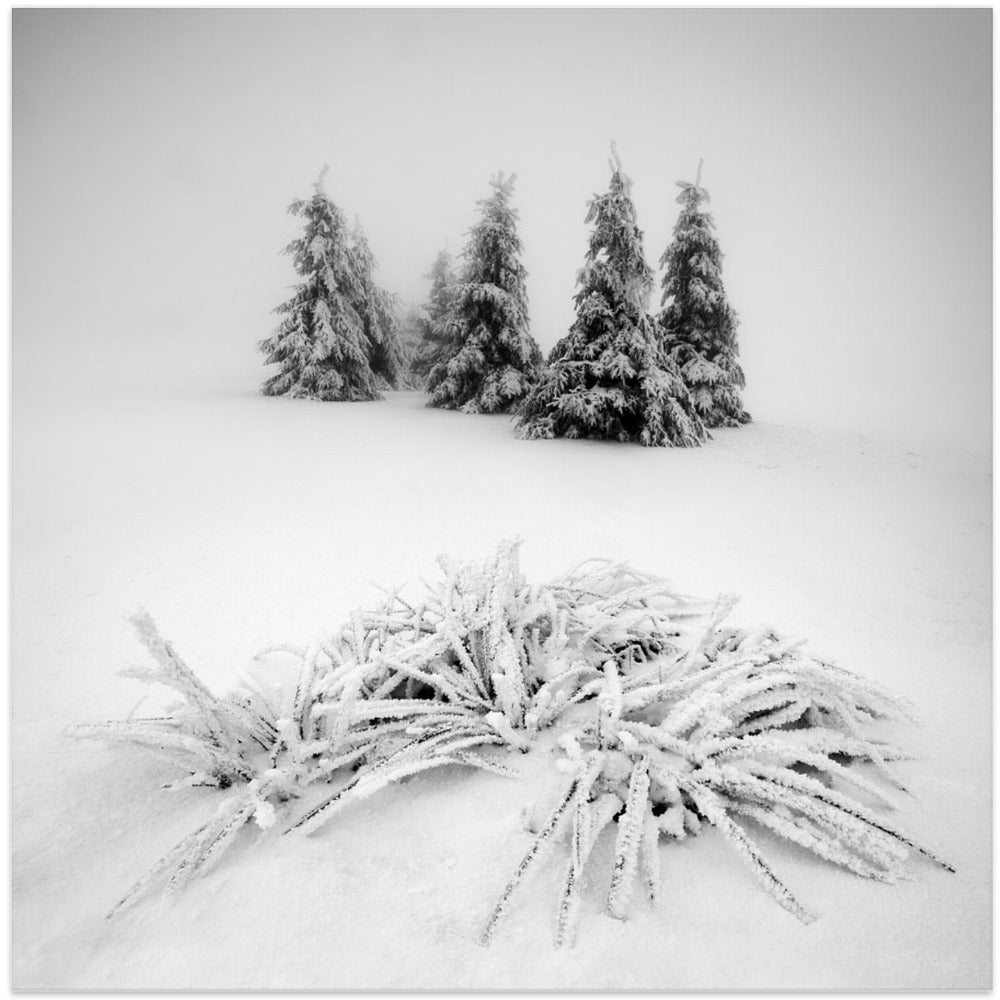 Winter scenery