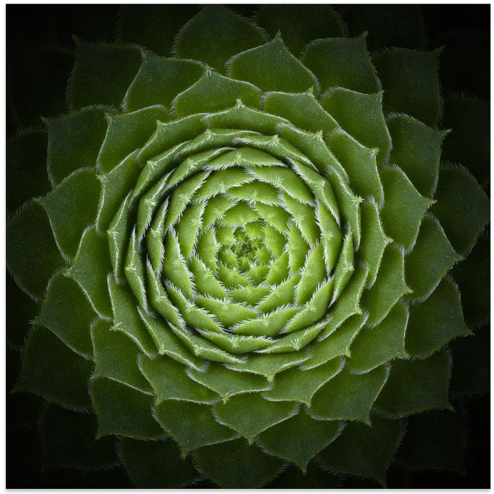 Succulent