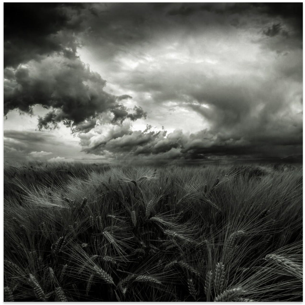 after the storm