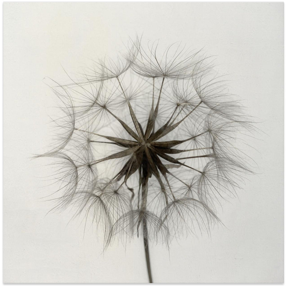 Tragopogon
