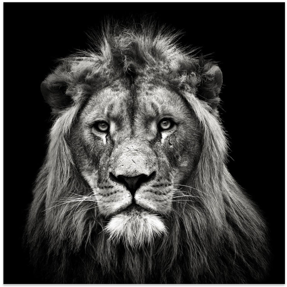 Young Male Lion