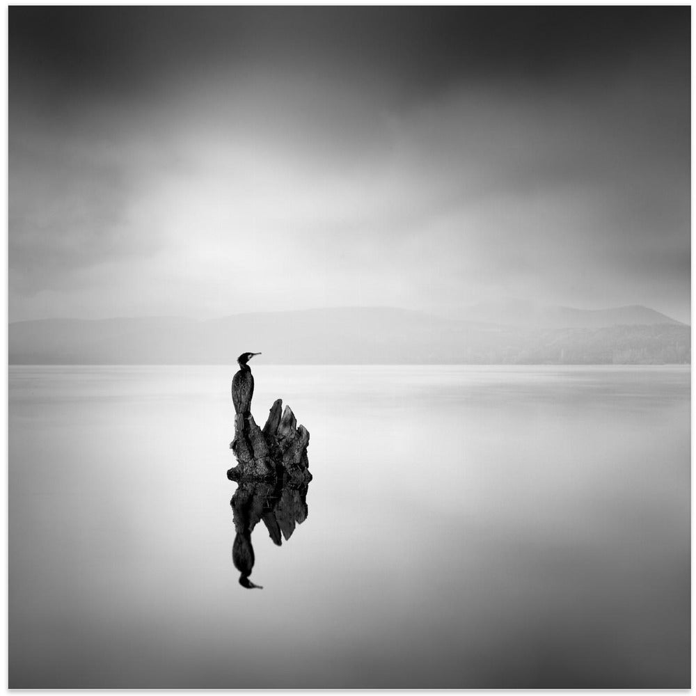 Cormorant 02