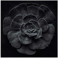 Cactus flower