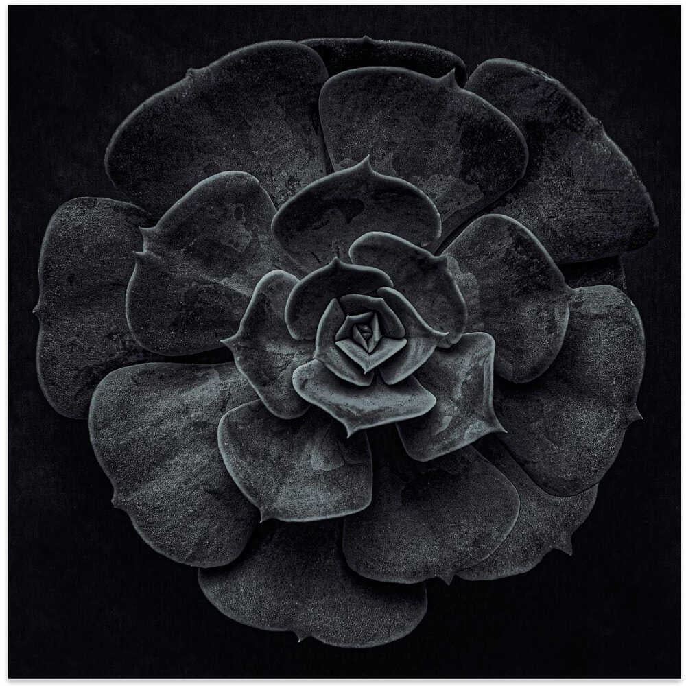 Cactus flower