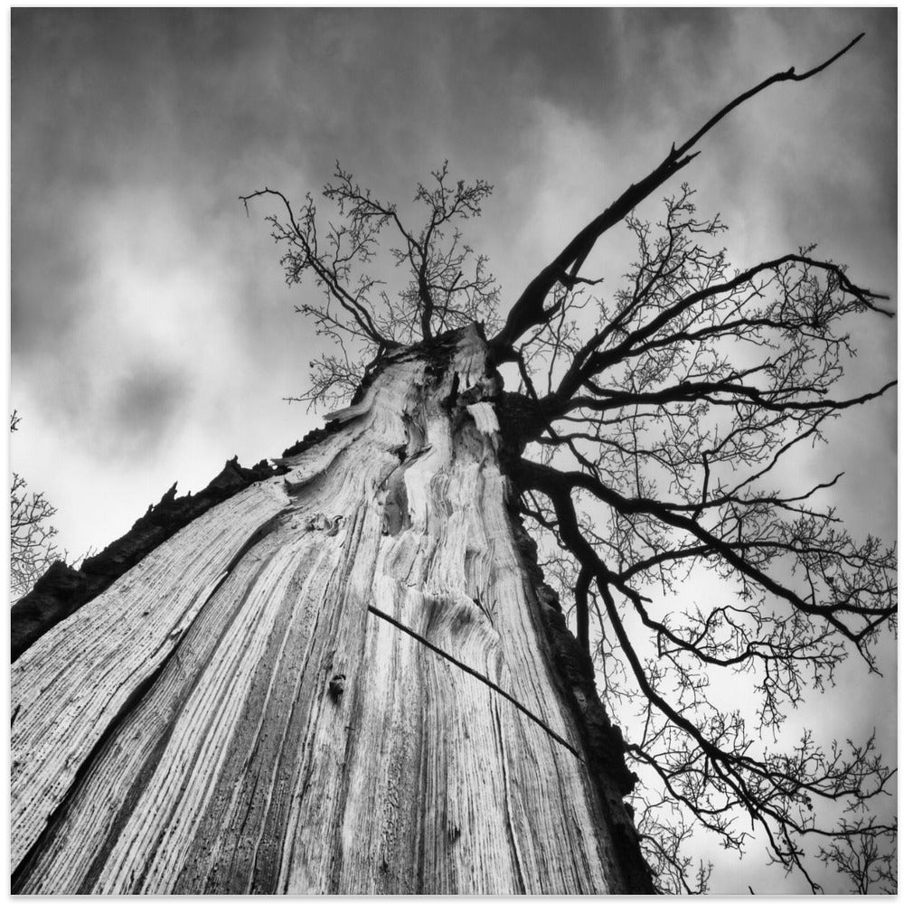 Heart of a tree