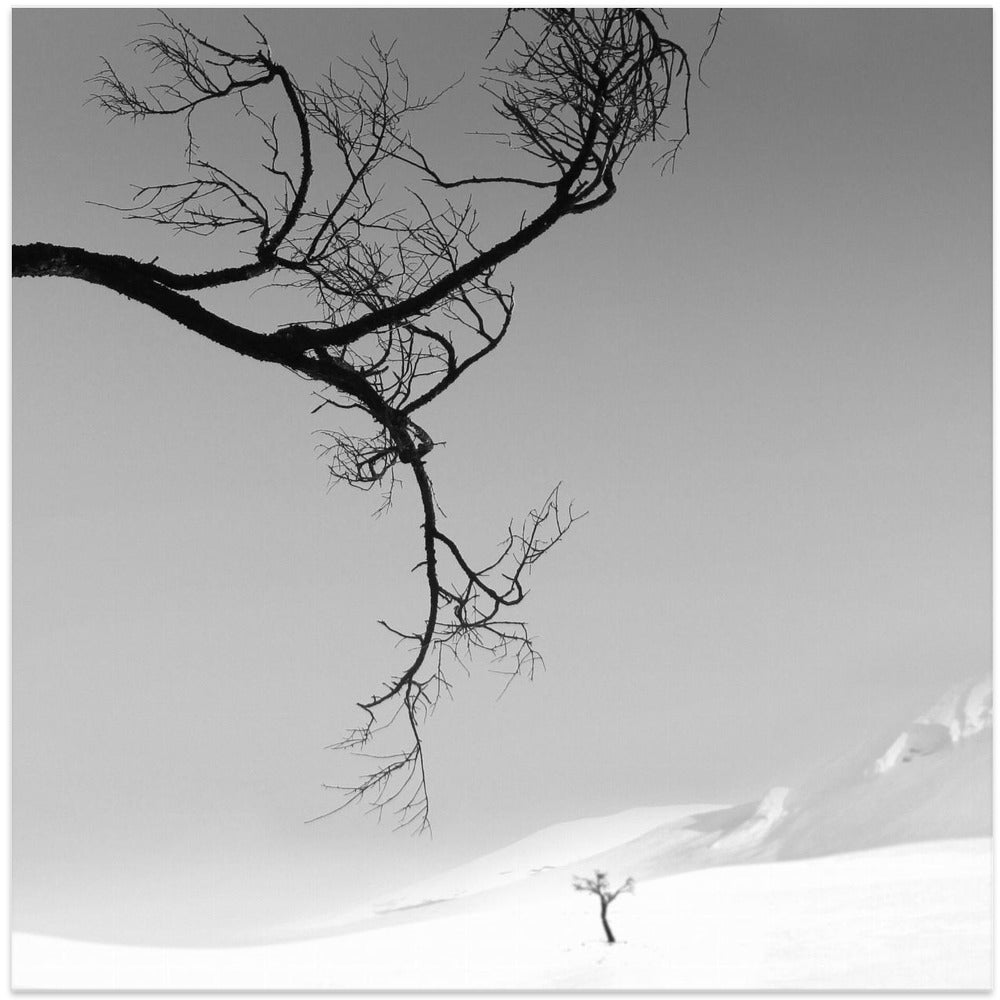 Winter Landscape