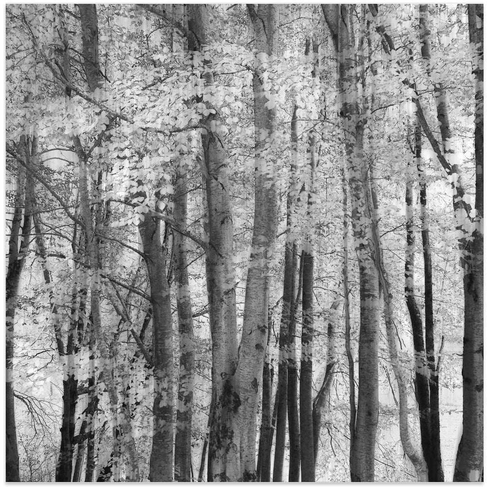 El bosque