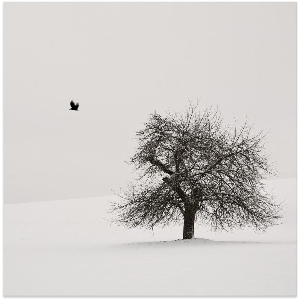Old Cherry Tree