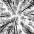 Tree Etching 002