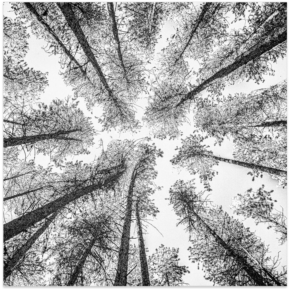 Tree Etching 002