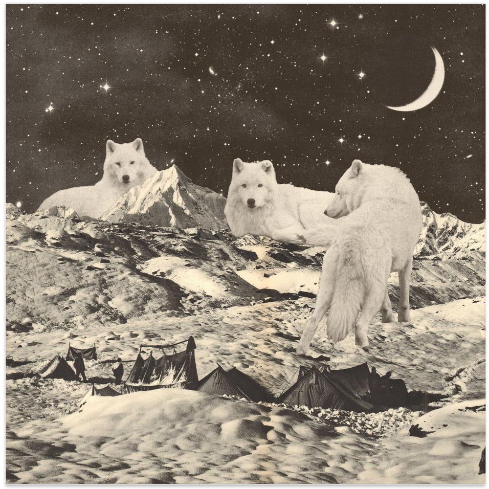 Giant White Wolves