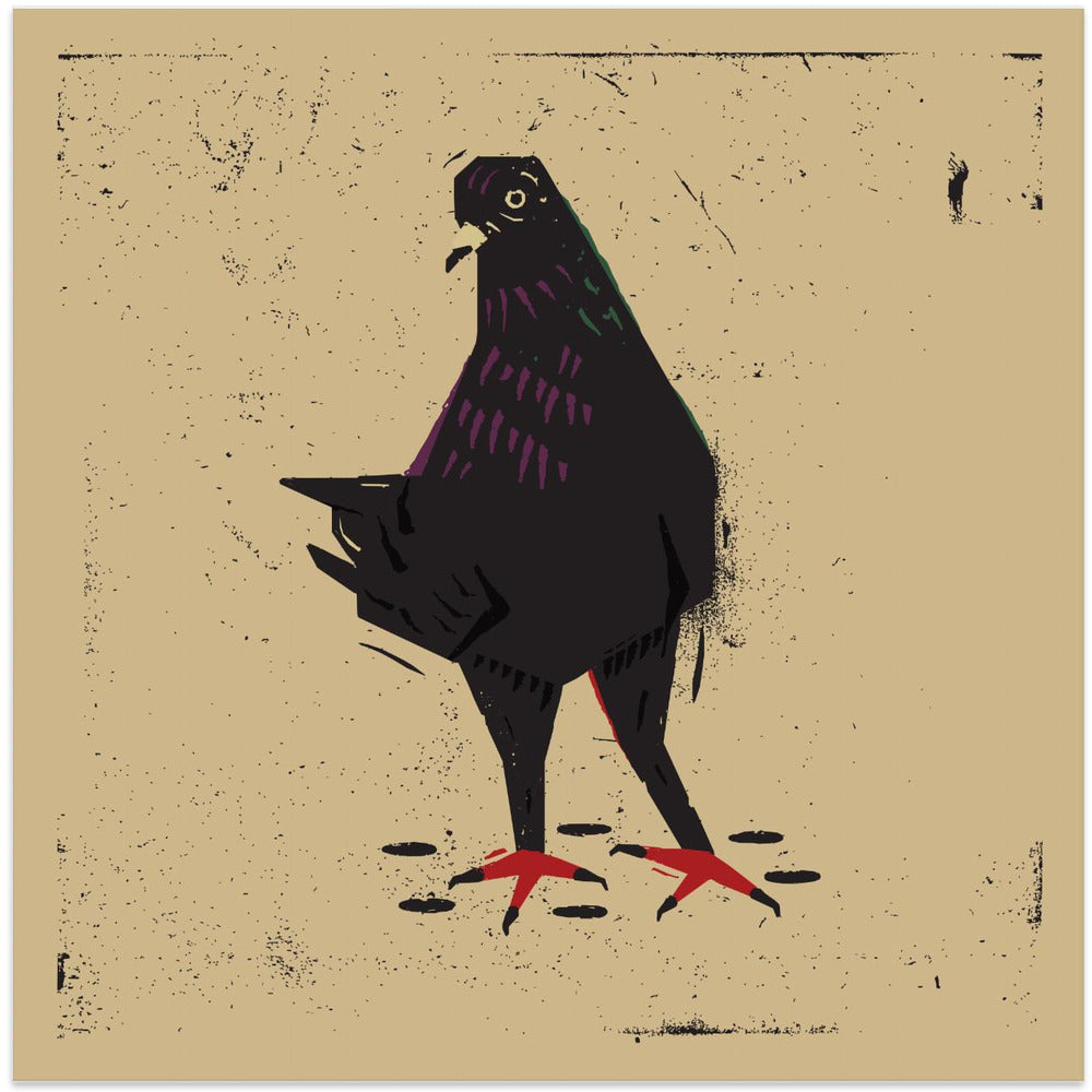 Pigeon