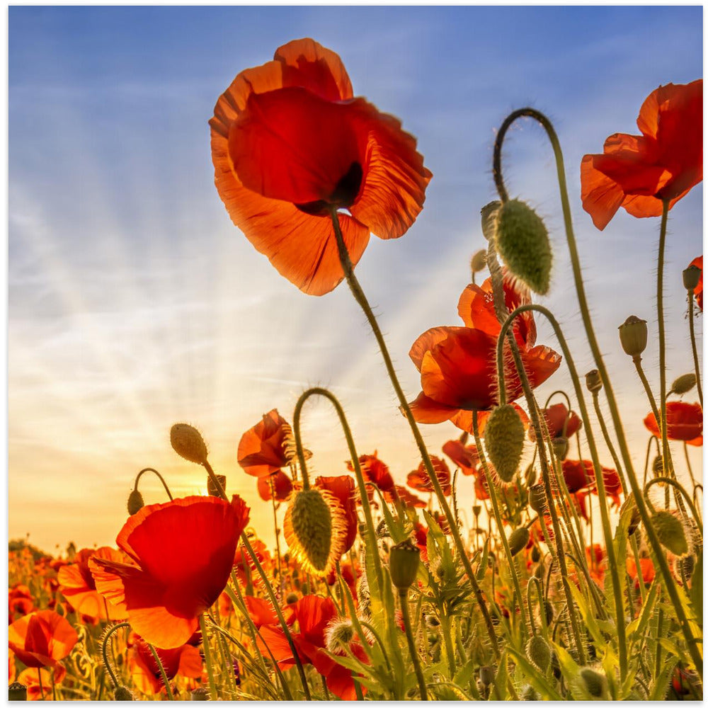 Fascinating poppies