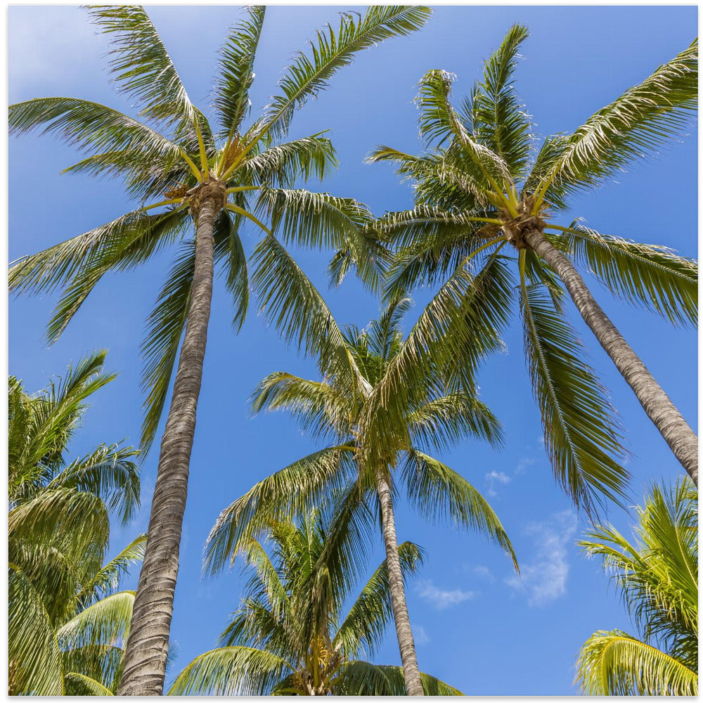 Lovely Palm Trees