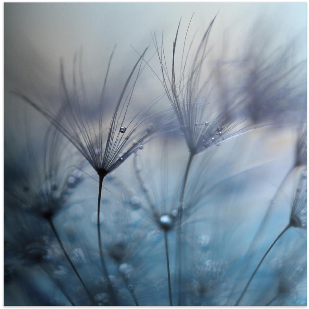 Teardrops