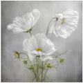 Cosmos Charm