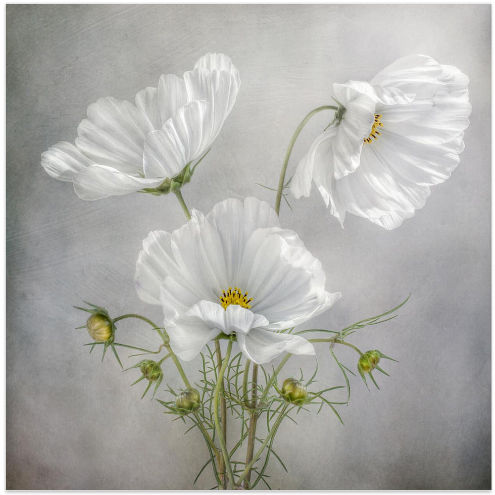 Cosmos Charm