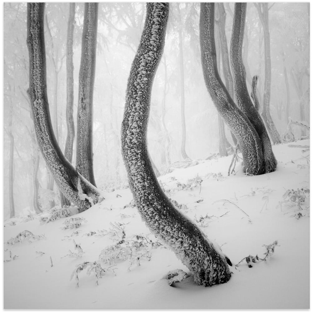 Frozen Forest