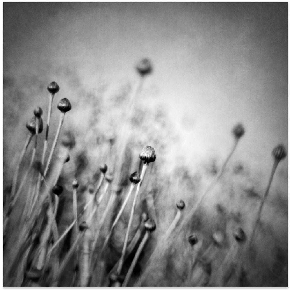 Blossom expectation