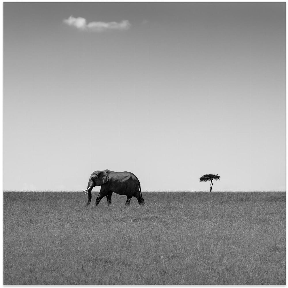 Elephant and the friendly cloud...