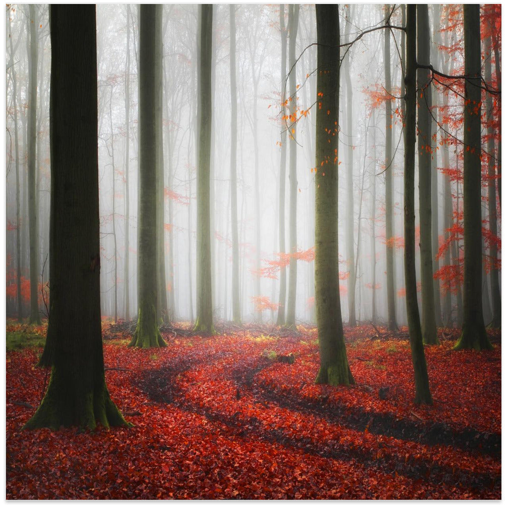 Autumnal Tracks